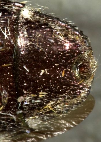 Media type: image;   Entomology 24442 Aspect: anal sclerite